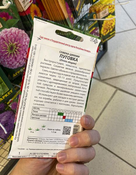 цинния Пуговка